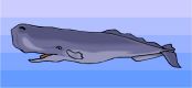Whale Watching